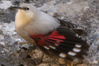 Observation, préservation et découverte avec l'AREMIP en février