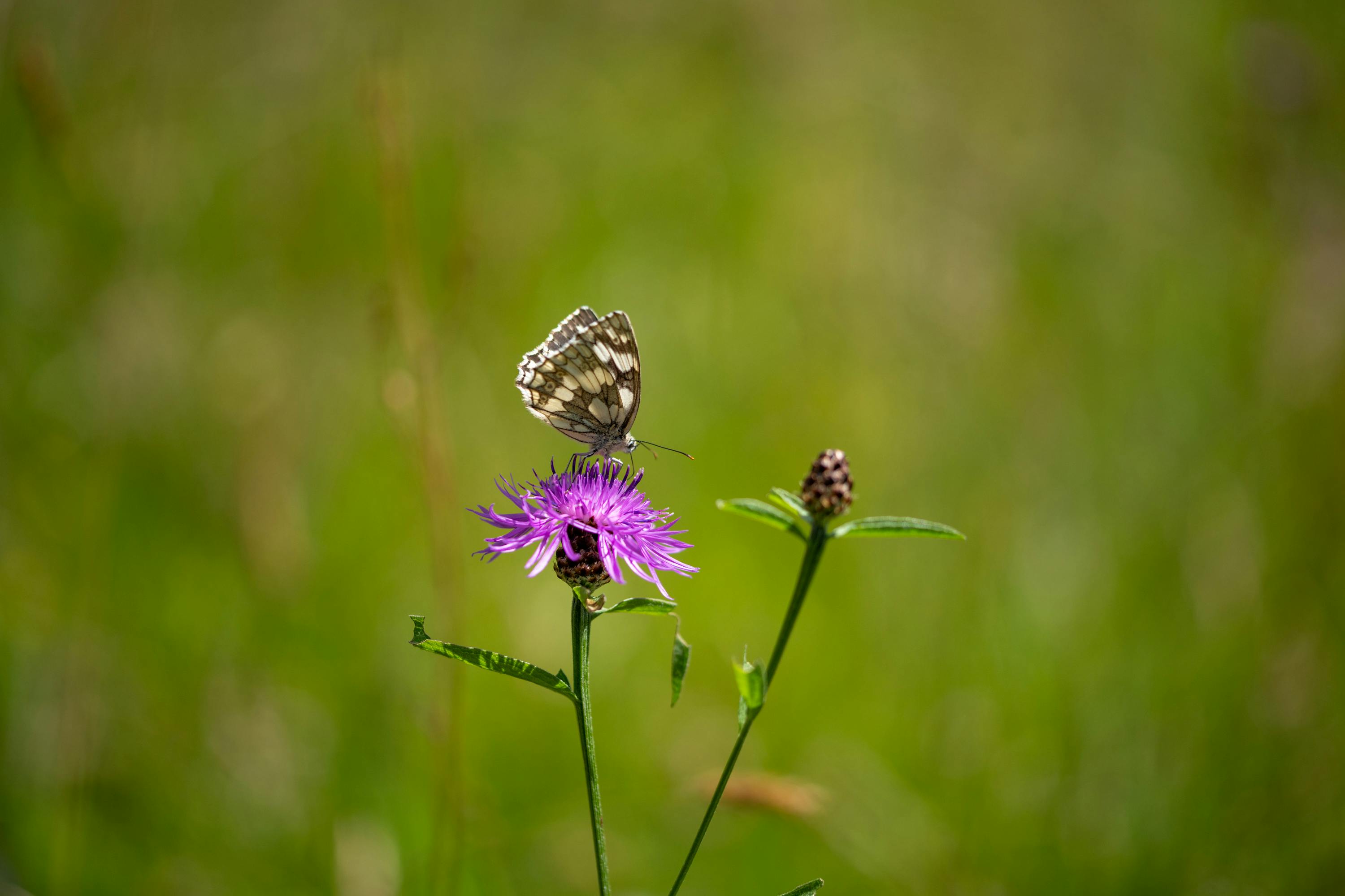 Natura 2000 dans les Pyrénées Haut-Garonnaises : 6 sorties nature pour mieux comprendre et aimer notre biodiversité