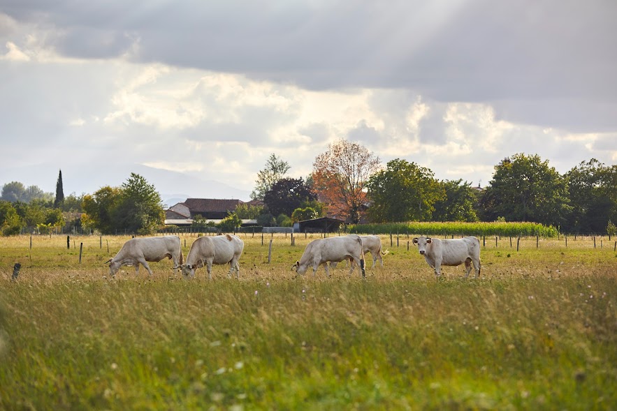 Vivre et travailler en Comminges : l'équilibre rêvé entre qualité de vie et dynamisme professionnel