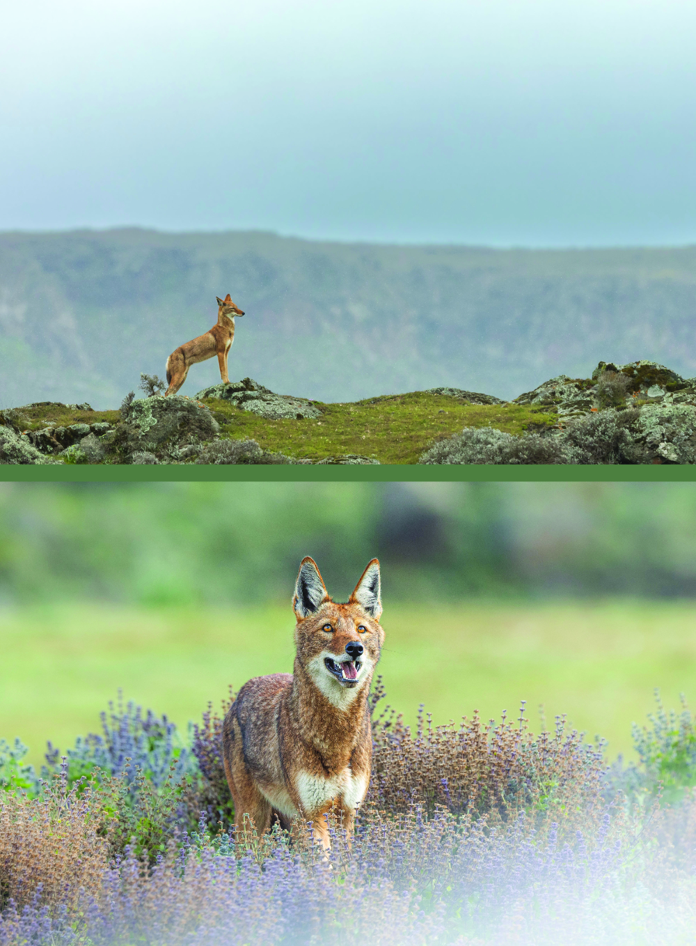 Le secret du loup d’Éthiopie : un documentaire rare qu’on espère voir bientôt au cinéma Le Rex à Luchon