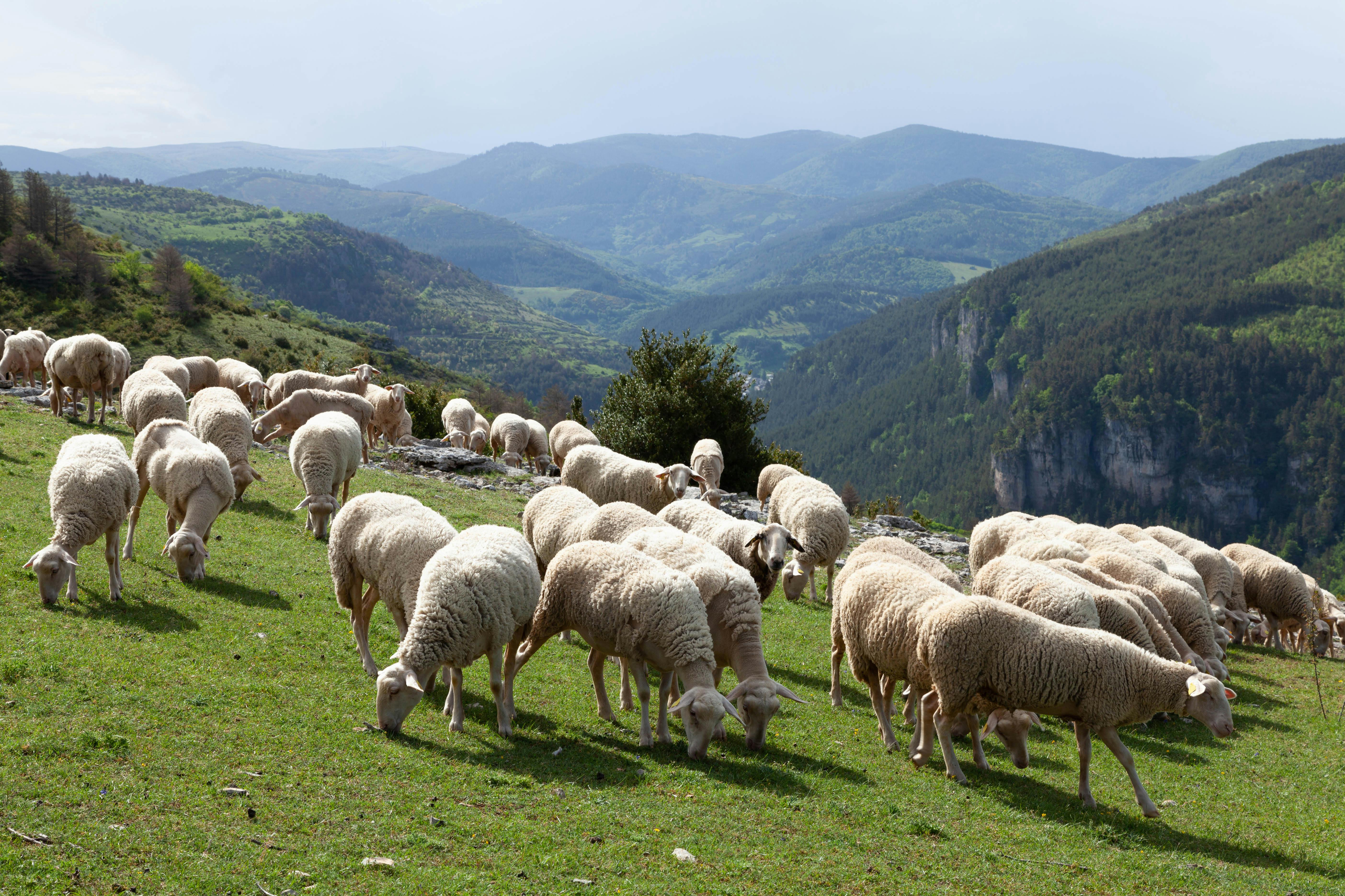 Laine des Pyrénées : matière oubliée ou filière à relancer ?