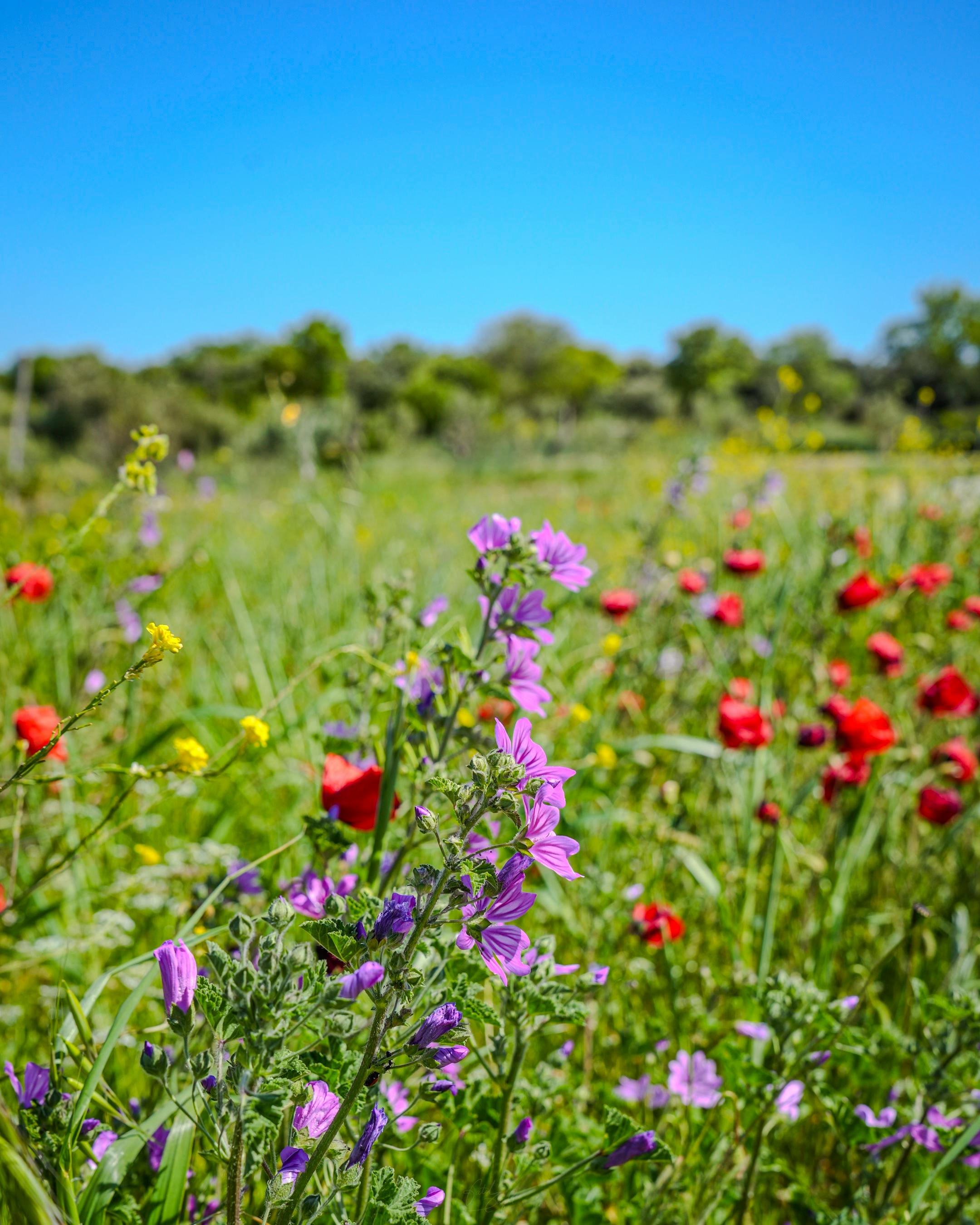 À la découverte de la biodiversité locale avec l’AREMIP