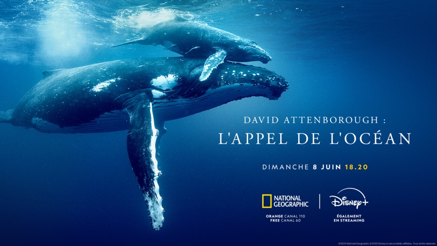 L'appel de l'océan la détresse de la vie sous-marine