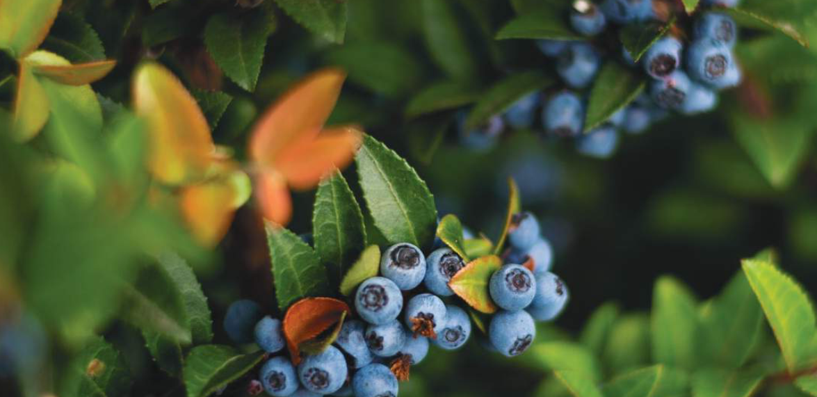 Saint-Béat-Lez où quand l’art rencontre l’écologie