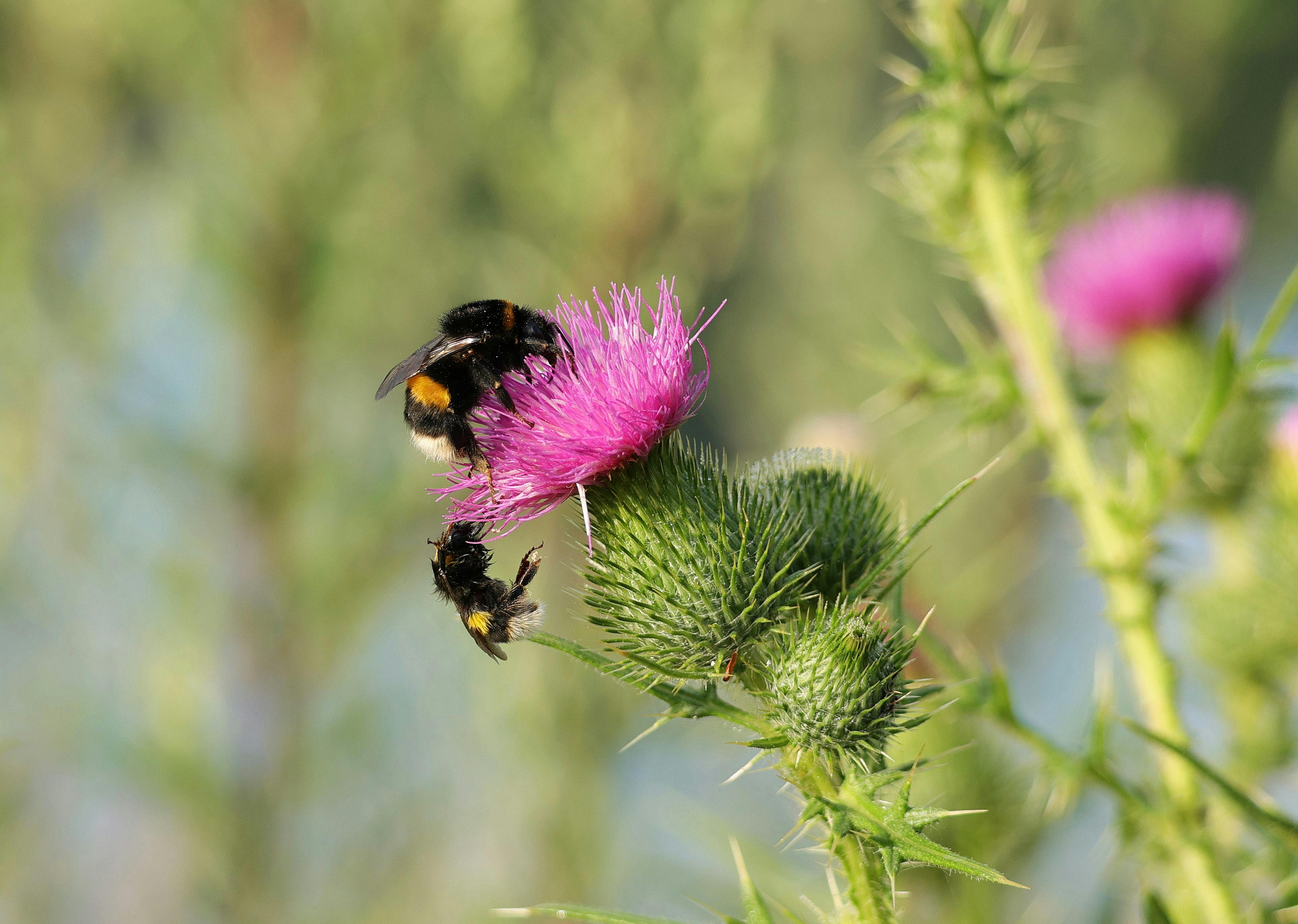 Pétition contre la loi Duplomb objectif 1 million de signatures ?