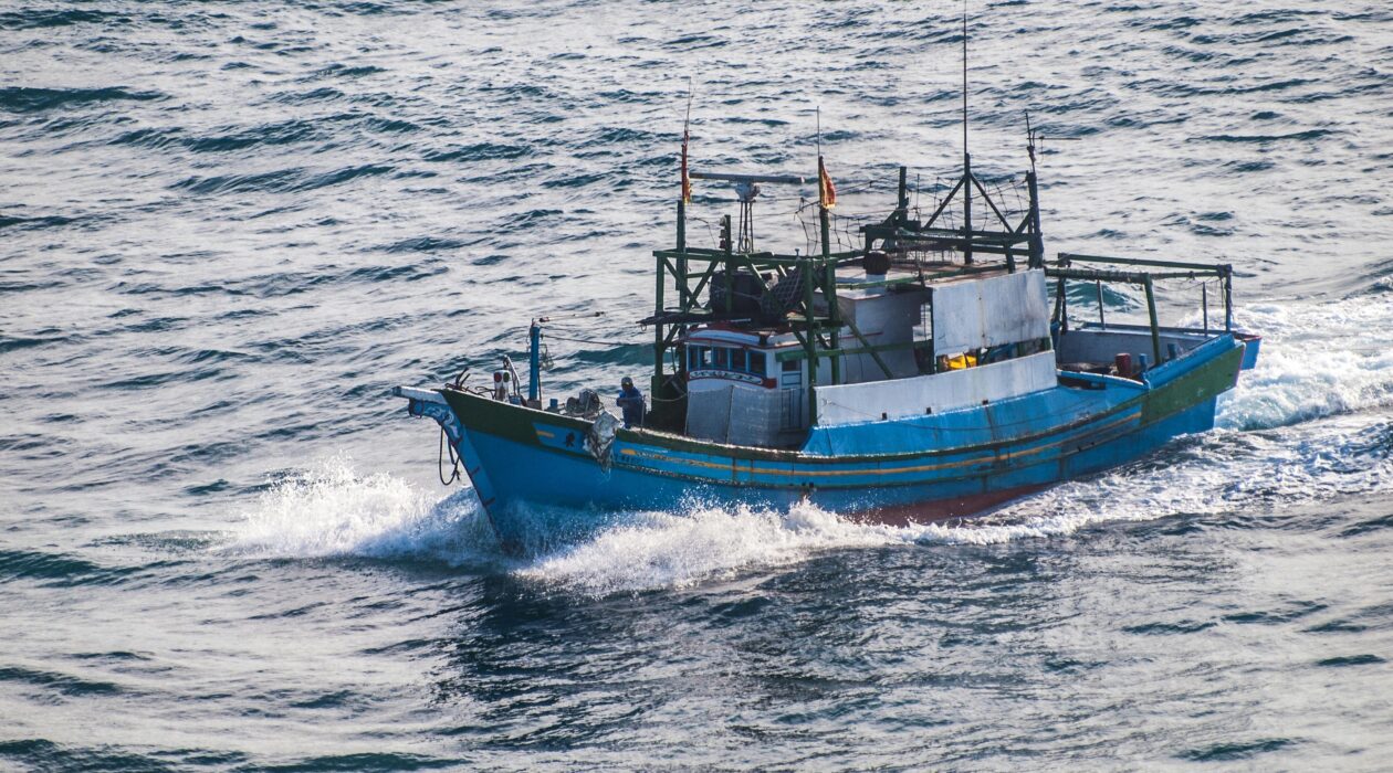 Poiscaille en juin 2026 : les poissons de saison à privilégier et pourquoi choisir la petite pêche française