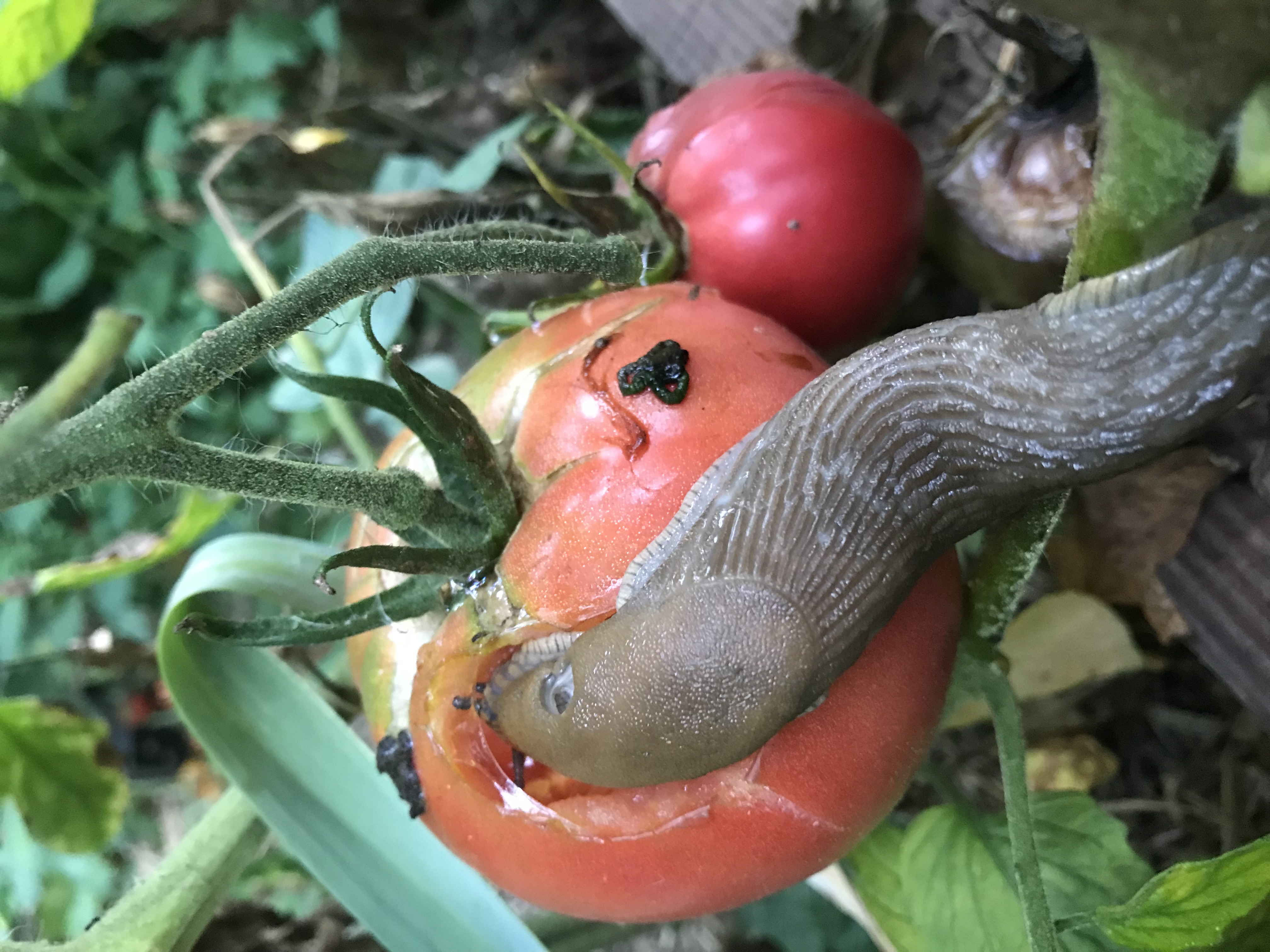 Loi Duplomb : Le Conseil constitutionnel face à un défi environnemental majeur