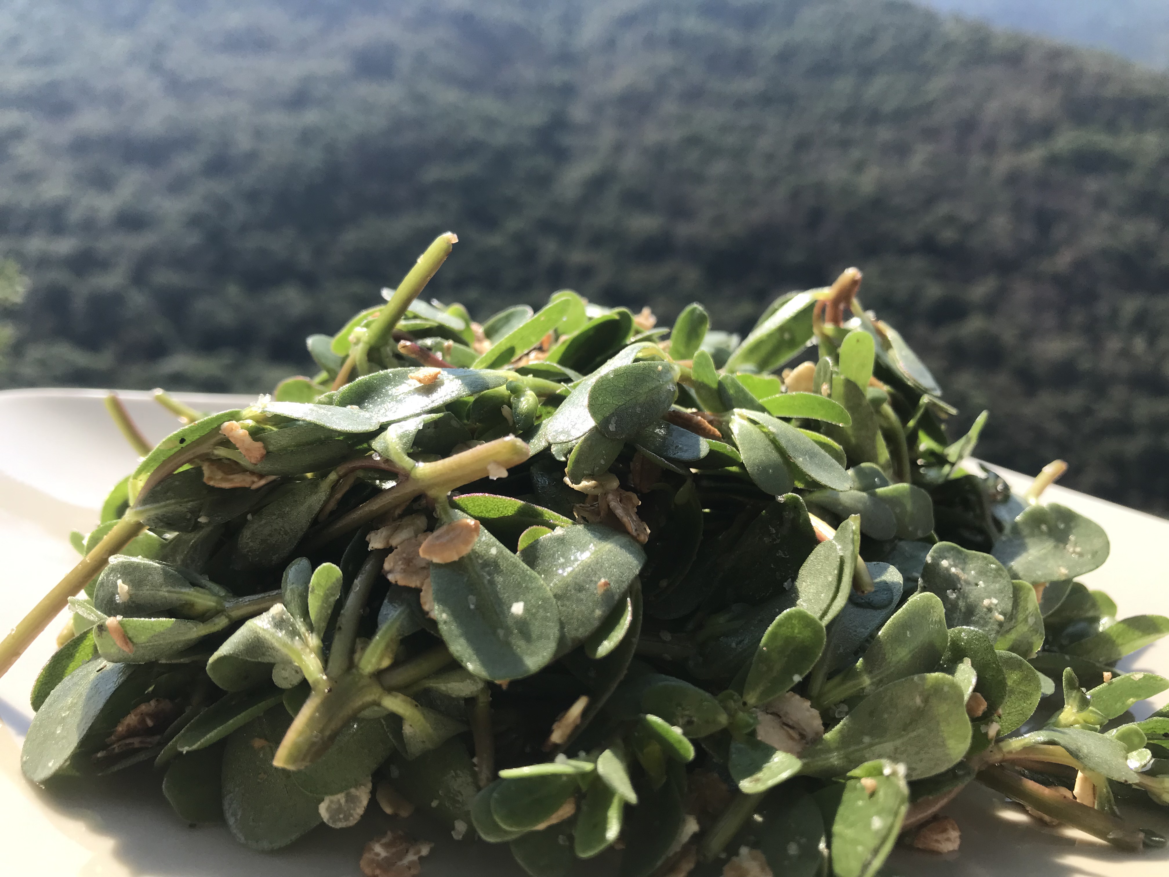Le pourpier : la salade sauvage de la sobriété en cuisine