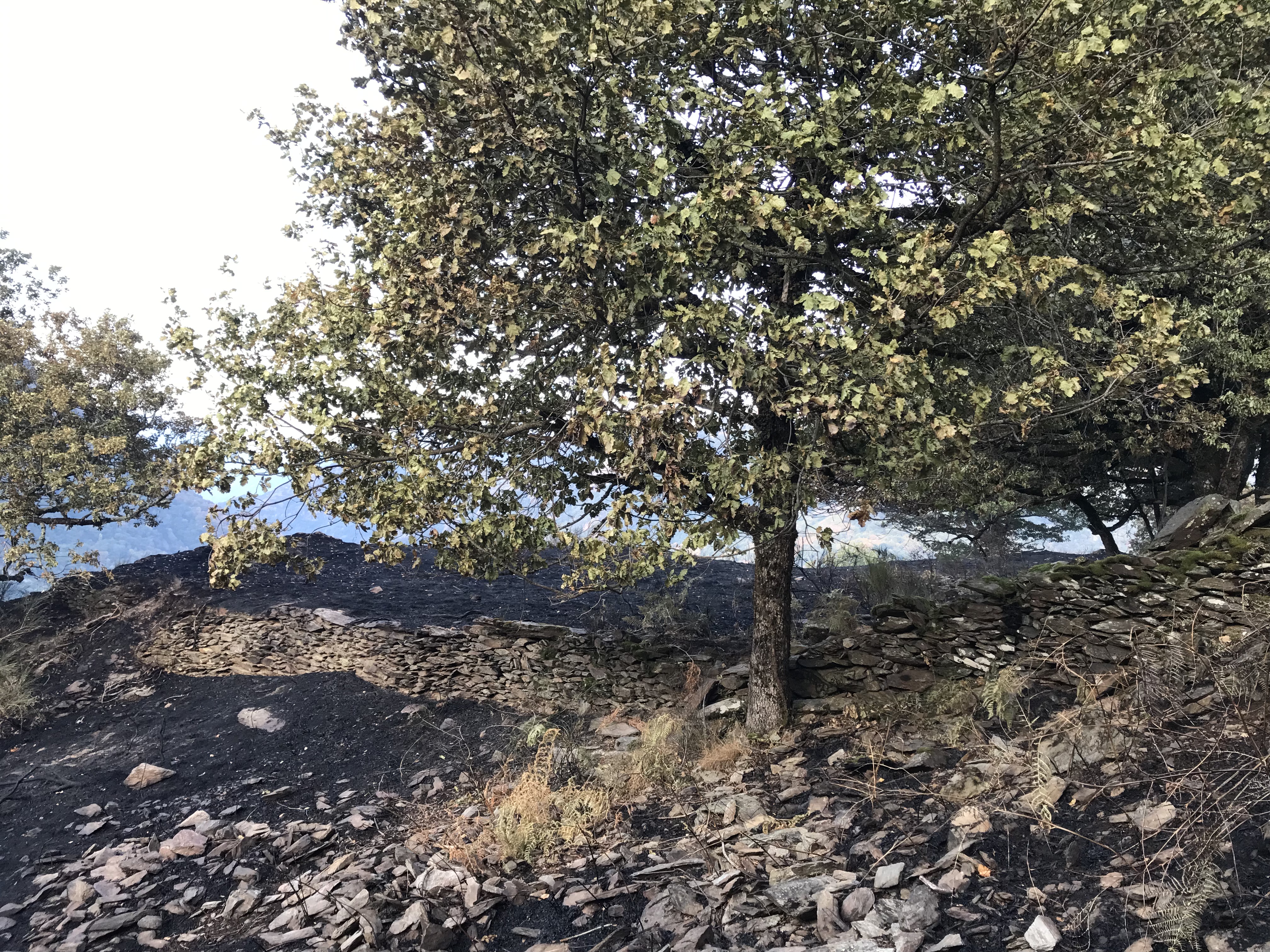 Qui sont vraiment les pyromanes ?