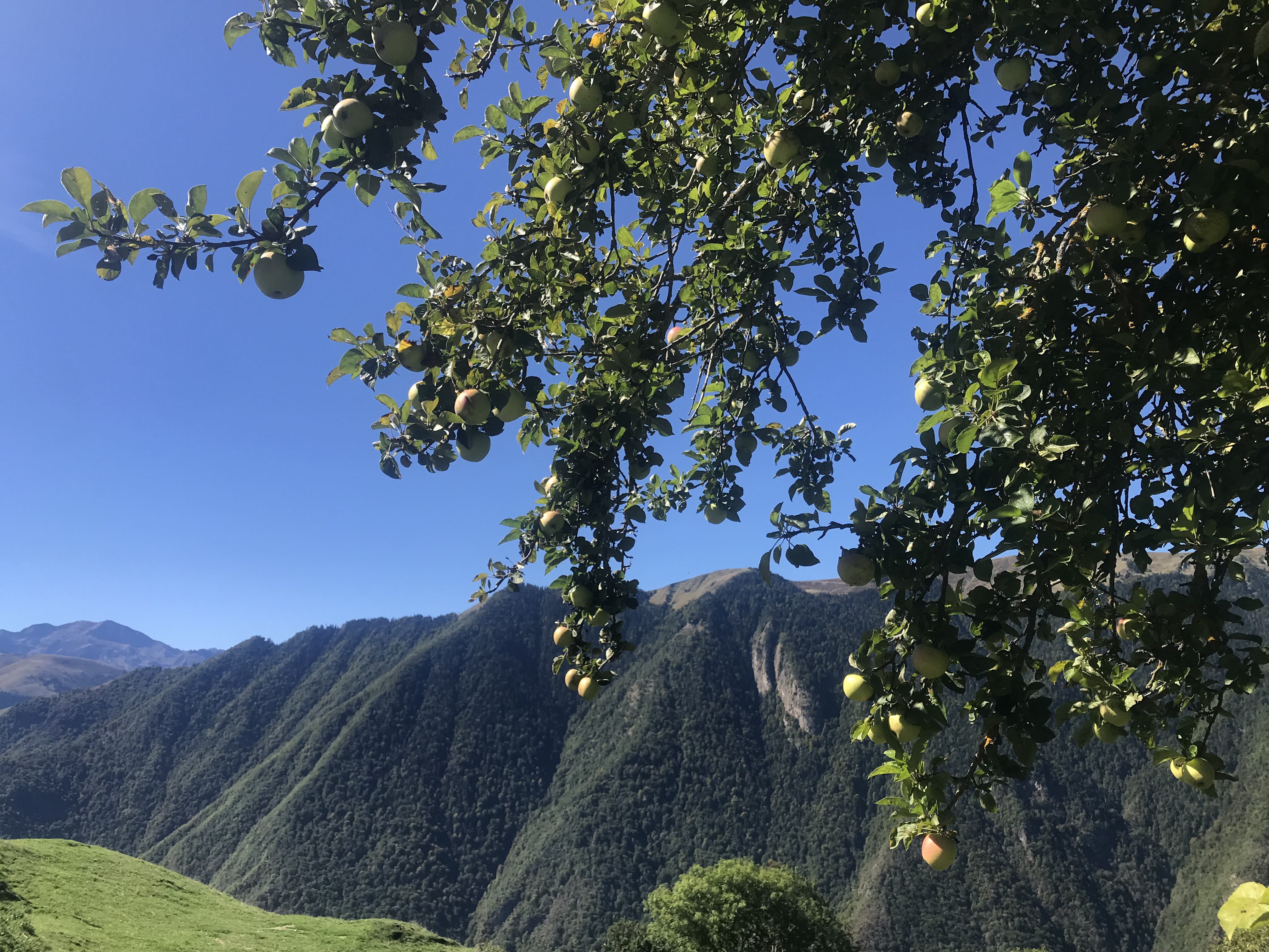 Fête de la pomme 2025 à Sauveterre-de-Comminges