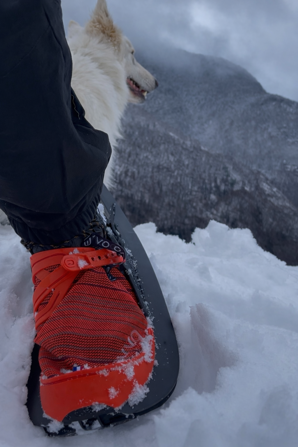 Expérience des raquettes à neige EVVO Snowshoe Originale