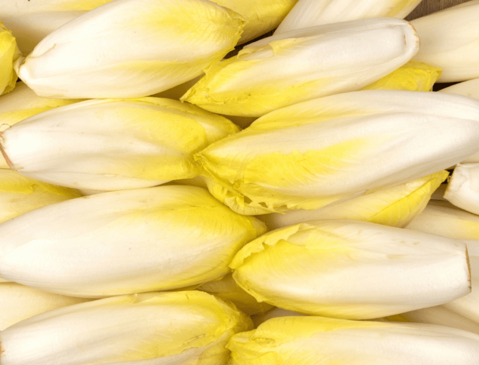 L'endive c'est la vie : crue ou braisée, pas d'épluchage, pas de déchets