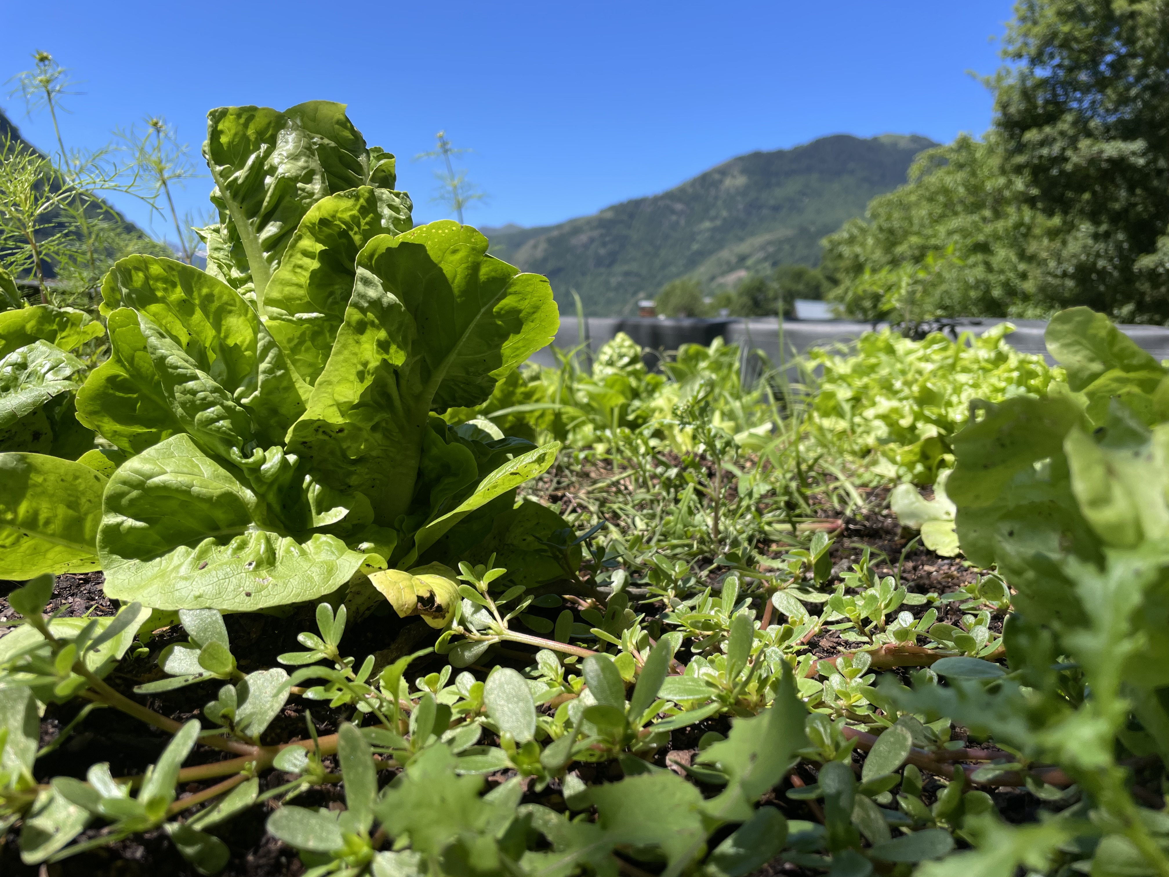 Le pourpier sauvage est déjà là dans les jardins pyrénéens avec le pic de chaleur : reconnaître, récolter et cuisiner la salade de santé de Louis XIV