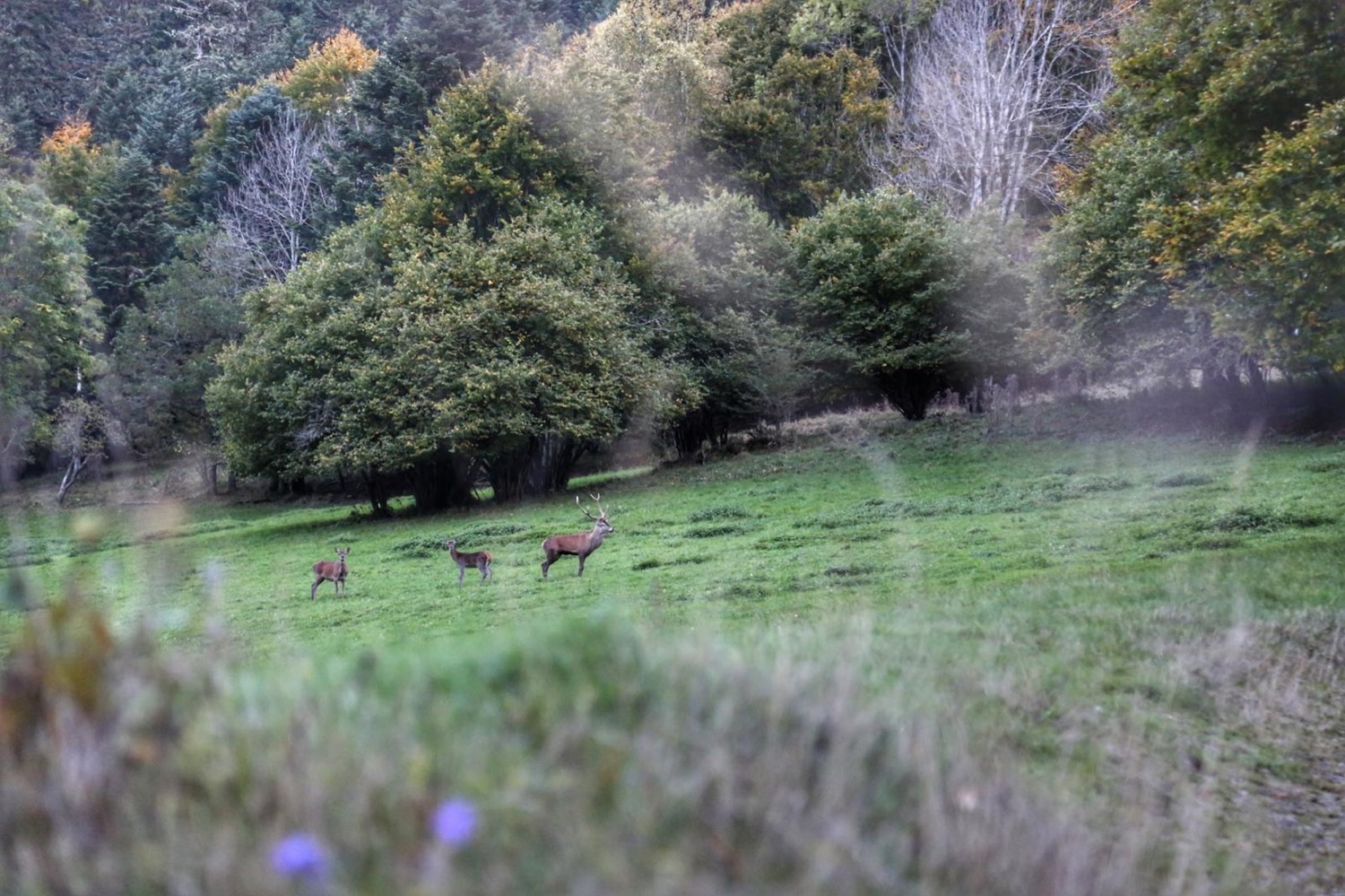 Le brame du cerf revient en direct 24h/24 sur france.tv