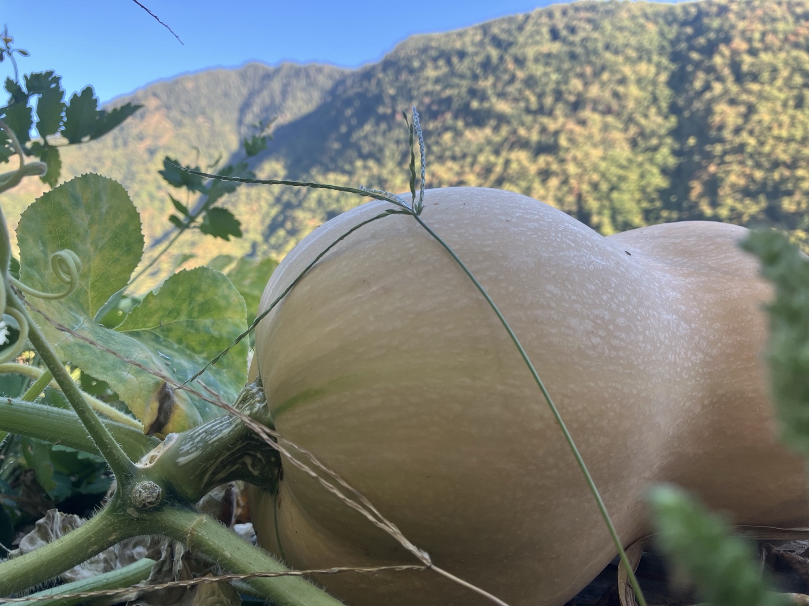 Quand rentrer les courges butternut ? Attendre le sec, mais avant les gelées