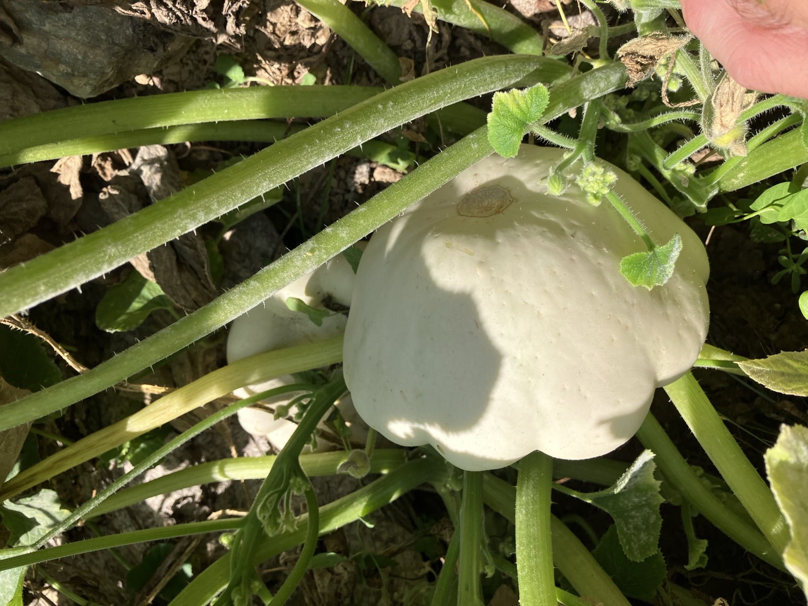 Le pâtisson, légume ancien du jardin de montagne qui se garde tout l'hiver