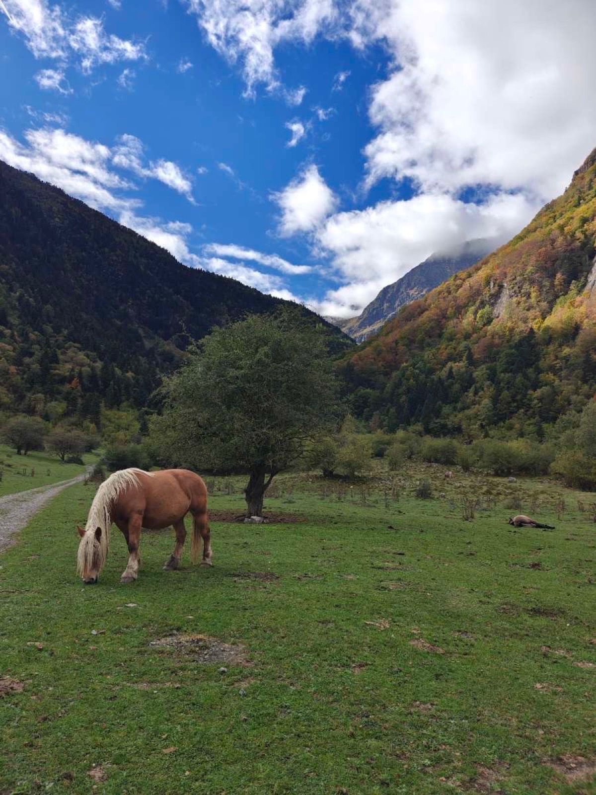 Un cheval broute dans une prairie près des Granges d'Astau, sous les versants aux couleurs d'automne