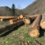 Ecorçage des troncs de sapins pour la cabane pastorale d'Aouéran