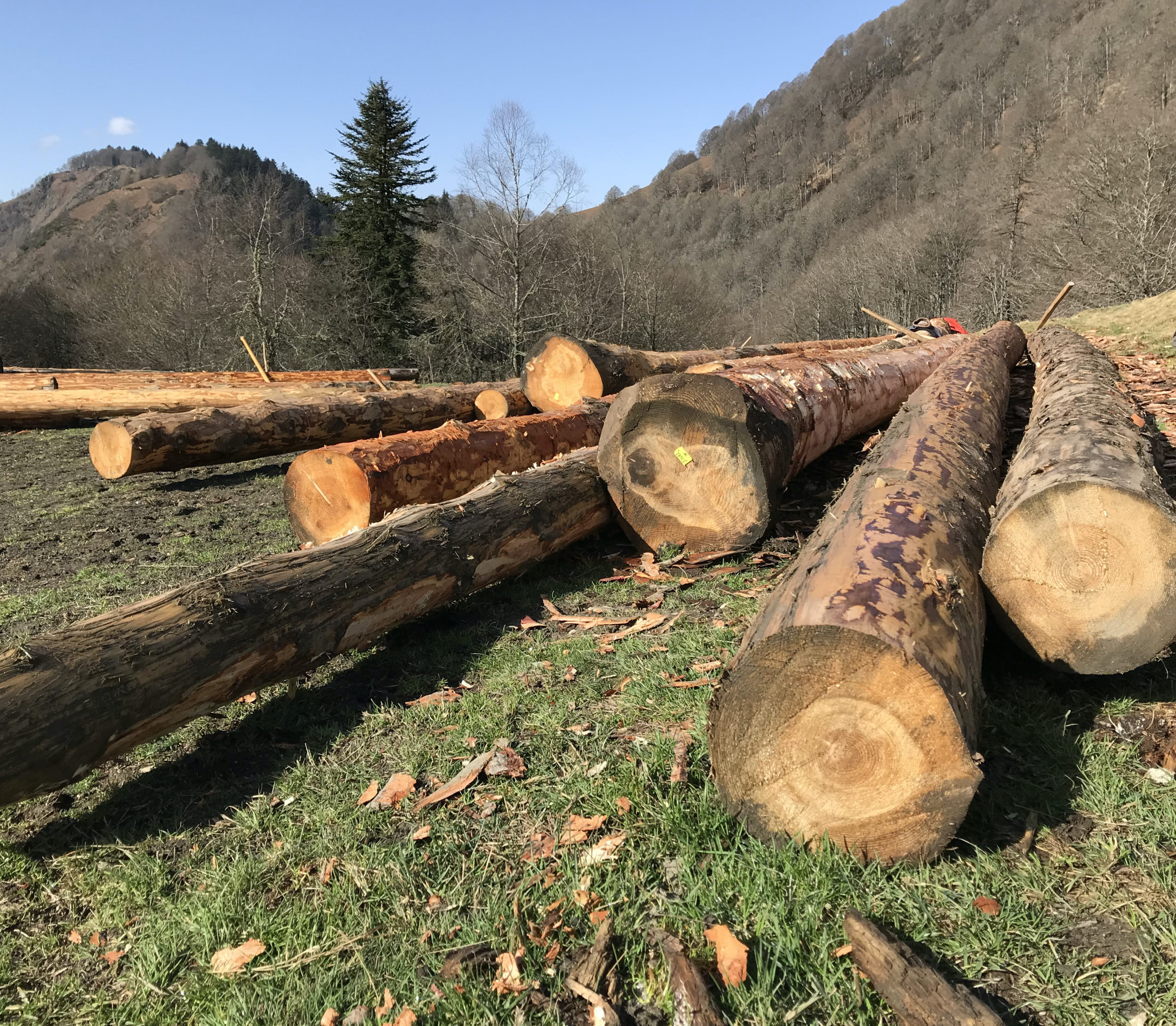 Ecorçage des troncs de sapins pour la cabane pastorale d'Aouéran