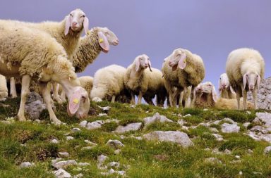 Pastoralisme Pyrénées Haut-Garonnaises