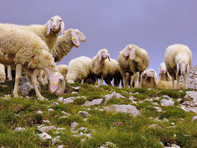 Pastoralisme Pyrénées Haut-Garonnaises