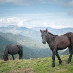 Chevaux de Merens du Boila à Melles