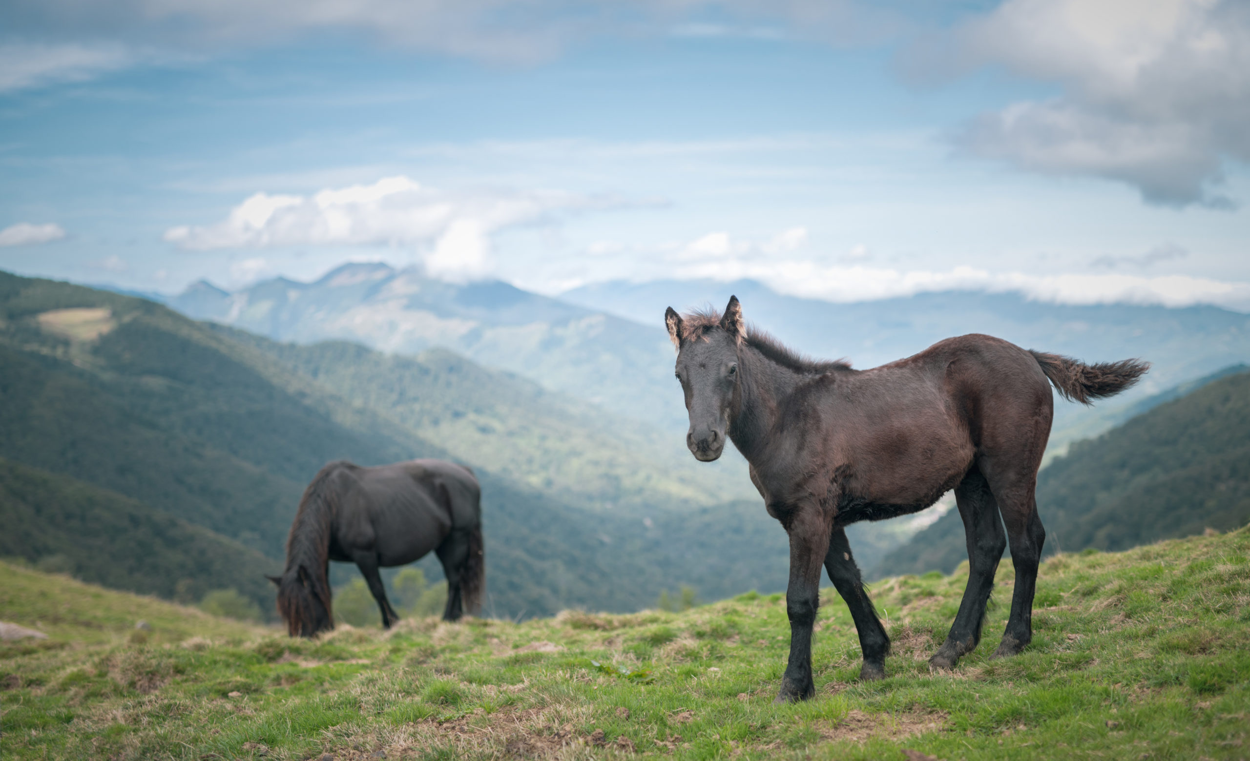 Chevaux de Merens du Boila à Melles