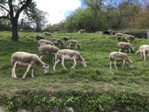Mouton Boutx