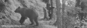 Photos automatiques ours