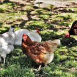 Adopter poules Pyrénées