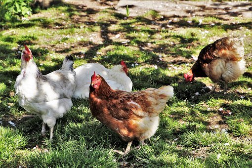 Adopter poules Pyrénées