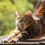Pandiculation étirement
