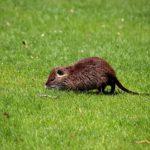 Animaux nuisibles montagne