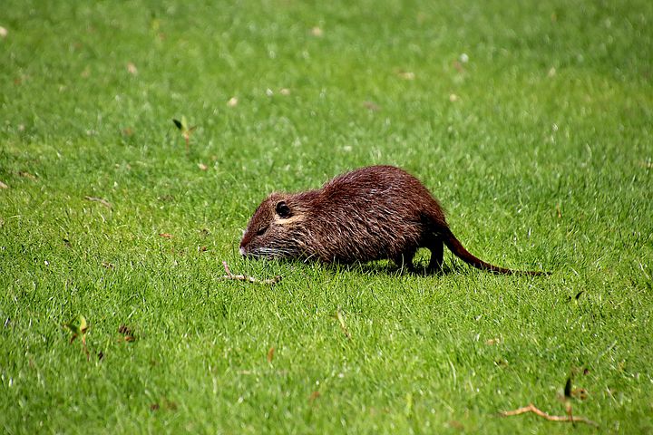 Animaux nuisibles montagne