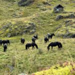 Chevaux Mérens du Boilà Melles Sestagnous