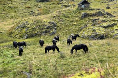 Chevaux Mérens du Boilà Melles Sestagnous