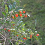 Cultiver baie goji pyrénées