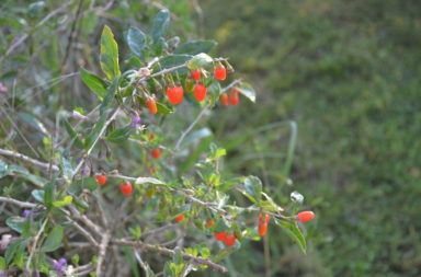 Cultiver baie goji pyrénées