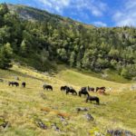 Chevaux de Mérens à Sestagnous Melles