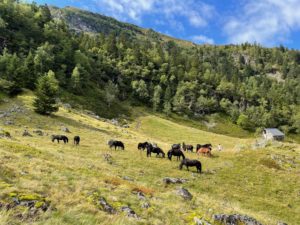 Chevaux de Mérens à Sestagnous Melles