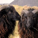 Moutons d'Ouessant Pyrénées
