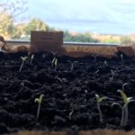 Préparer semis de tomate