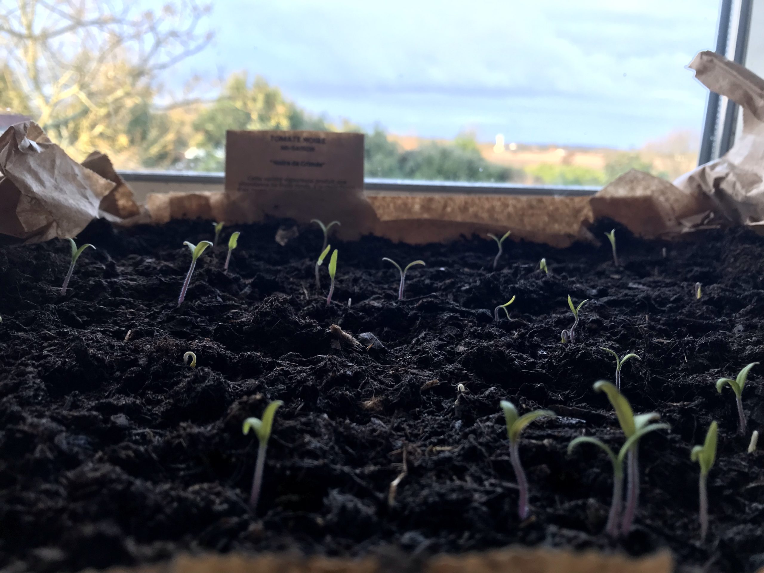 Préparer semis de tomate