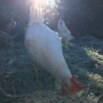 Poule Leghorn excellente poule pondeuse