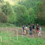 Plantation pieds de vignes à Melles