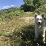 Berger Blanc Suisse