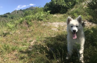 Berger Blanc Suisse