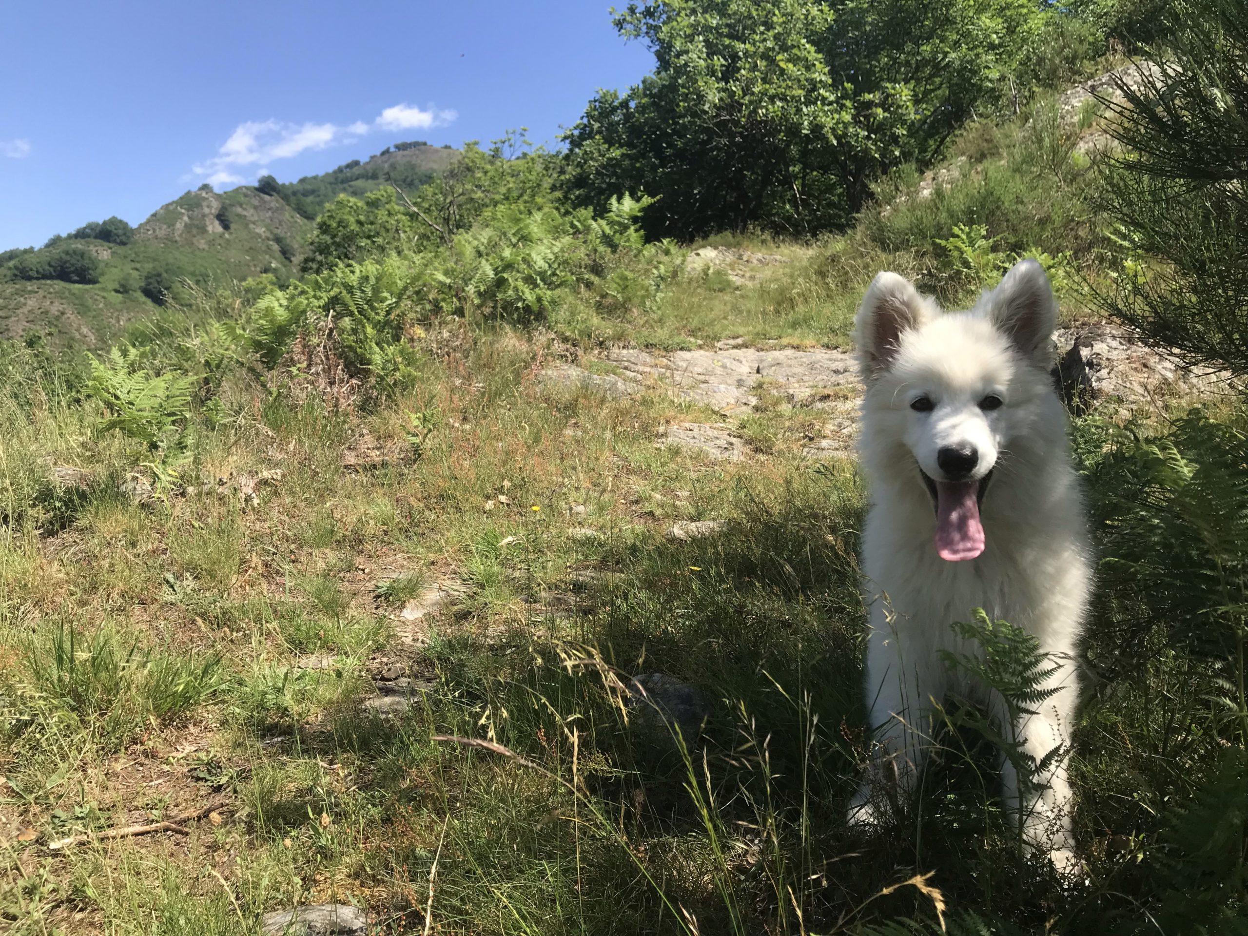Berger Blanc Suisse