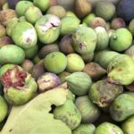 Compotée de figues sauvages nature et sans sucre