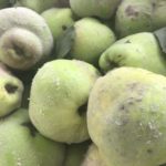 Gelée de coings une recette sauvage et économique